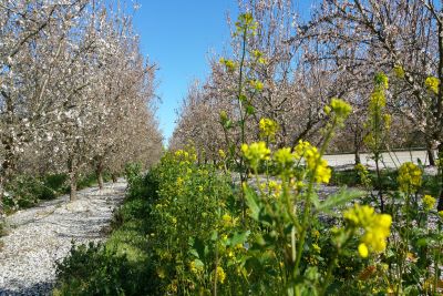 Da Almond Board contributi a sostegno della ricerca per la tutela della salute e della biodiversità degli impollinatori