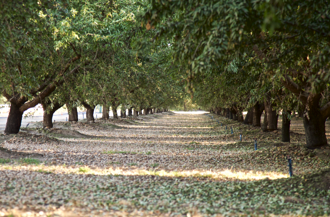 Concentrata sul “Growing Good”, la California Almond Community si impegna a raggiungere nuovi obiettivi